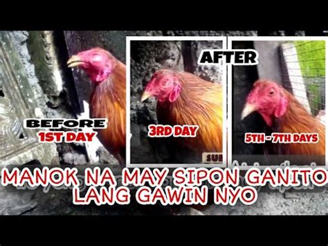 Manok na may sipon paano gamutin ang manok na may sipon.